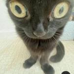 Profile picture of Milkaa_meow