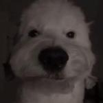 Profile picture of Humu